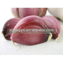 dry garlic/black garlic/china garlic price 2013